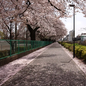 追加で桜を投稿の画像
