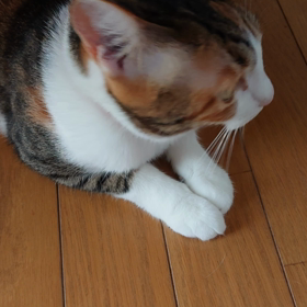 張り切りすぎか？の画像