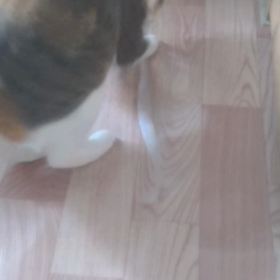 ラストマン　の画像