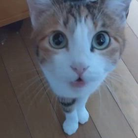 にゃんずは避難所に行けない？の画像