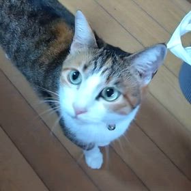 今日のにゃんこの画像