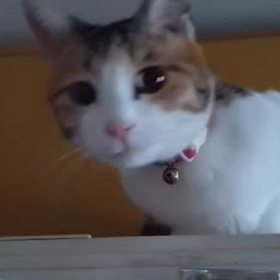 さいそくの画像