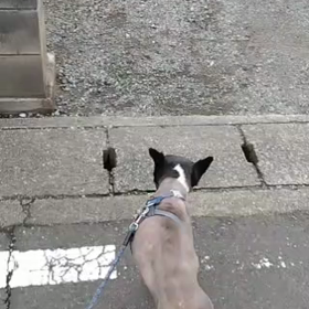 まだ日常は変わらずですの画像