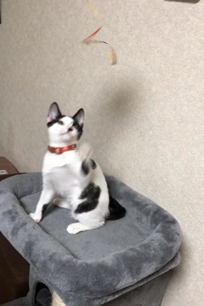 我が家のきょうだいねこも昨日で3歳の記事動画