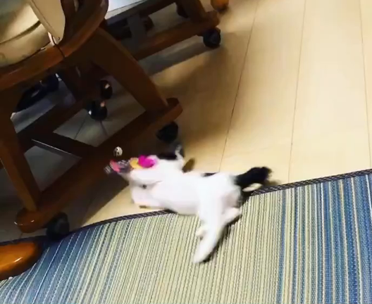 我が家のきょうだいねこも昨日で3歳の記事動画