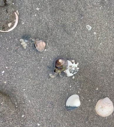 久津間海岸へ　潮干狩りのアサリをたっぷり使ってボンゴレビアンコの記事動画