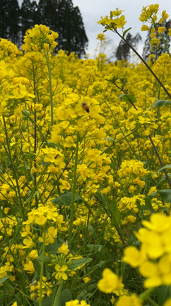 菜の花いっぱいの　はちみつ牧場での記事動画