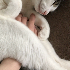 ふみふみの画像