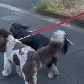 リンリン、まだ、大丈夫  動画少しだけですが、、、。の画像