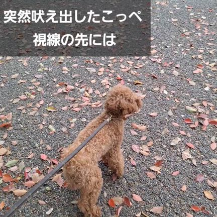 BISTRO DOMANNAKA & 不忍池の桜の記事動画
