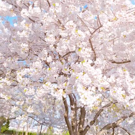 くぅちゃんワンピでお花見さんぽ♪の記事動画