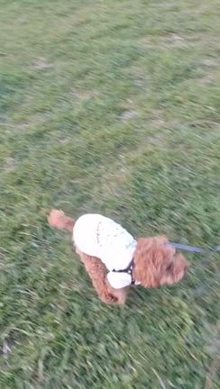可哀想なのに笑っちゃう写真の記事動画