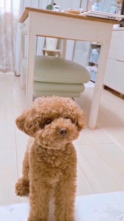 だるまさんがころんだ♪♪♪の記事動画