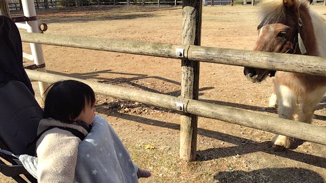 孫っちと公園三昧の記事動画