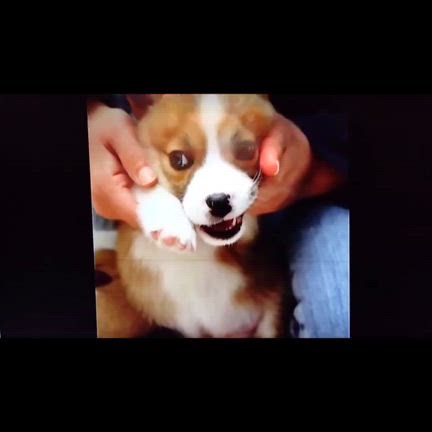 今日は、メギーの誕生日の記事動画