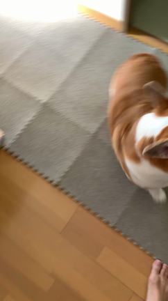 カイのお楽しみⅡの記事動画