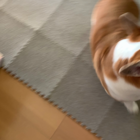 カイのお楽しみⅡの画像