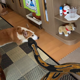 Google ヘビの画像