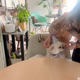 おもち一歳になりましたの画像