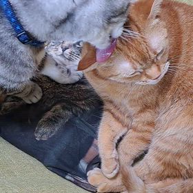 マイケル&もも仲良しペロペロの画像