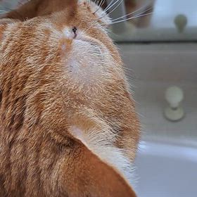 ペロペロ水飲みももの画像