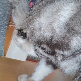 テーブルの上でカミカミの画像