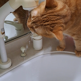 ももの水飲みの画像
