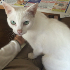 返事をしてくれる猫【ジュンコちゃん】‼️の画像