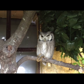 湯布院のフクロウちゃん達の動画✨の画像