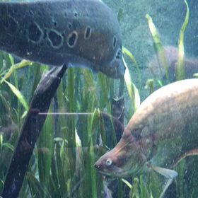 深海魚みたい！の画像