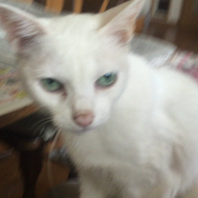 【続】返事するのが飽きた猫【ジュンコちゃん】（笑）の画像