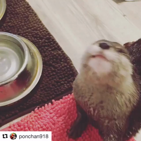 可愛い過ぎるカワウソの竹千代ちゃん（≧∇≦）の画像