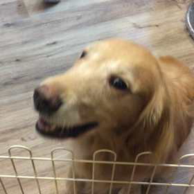 西日暮里WANBOにて里親募集中の犬猫ちゃんに会ってきました✨の画像