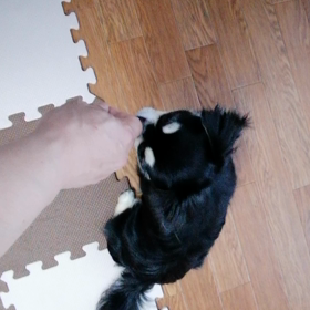 お座り→ふせ→待て！！の画像