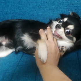愛犬紹介　我が名は『コロン』の画像