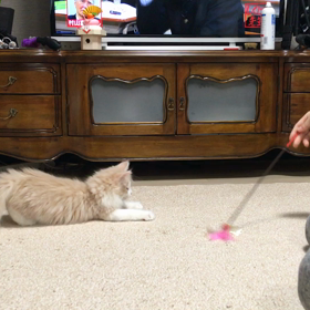 初動画猫じゃらしとコロンの画像