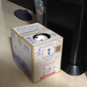 やっぱり猫とダンボール！の画像