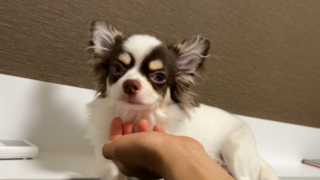お眠りモードの記事動画