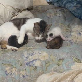 母猫がやっぱりトンズラの画像