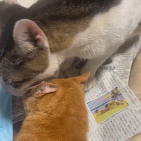 飼い猫と地域猫の画像