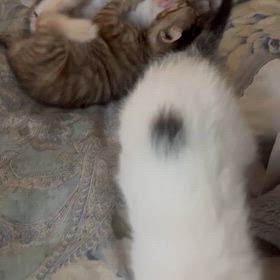 可愛い子猫達の画像