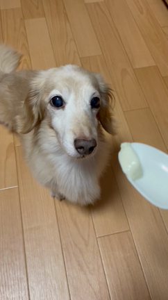 我が家に最高の豆腐と油揚げがやってきた件。の記事動画