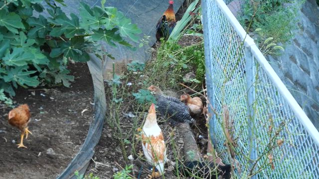 中野慎一の頭脳の記事動画