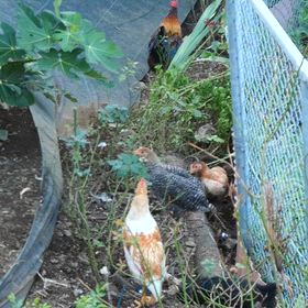 中野慎一の頭脳の画像