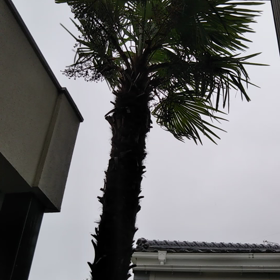 風が(´ﾟωﾟ｀)の画像