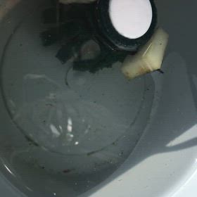 ”めだか　産卵床を作りました”の画像