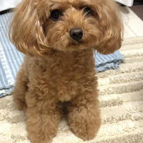 古都ブームの画像