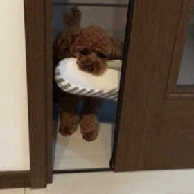 通りゃんせ〜の画像