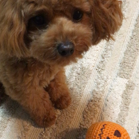おっおっと大好きの画像