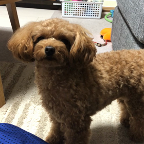 マイブームの画像